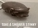 stinkyhippo