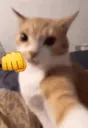 die