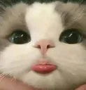 cutecat_tongue