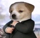 dog_suit