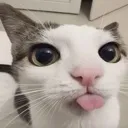 CuteFreakyCat