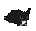 CE_CatDance