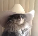 meowdy