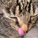 nomnom