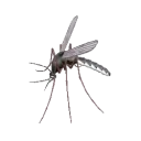 mosquitoSpin