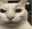 SmugCat