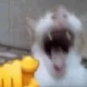 LaughingCat1