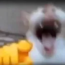 pointcat pointcat