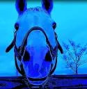 blue blue