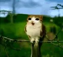 meowl