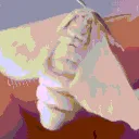 react_moth_shakin