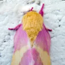 moth