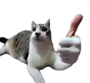 :gatodojoia: