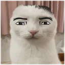manfacecat