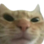 GRRR Discord sticker from 🛕𝗭𝗼𝗱𝗶𝗮𝗻 𝗘𝗺𝗽𝗶𝗿𝗲🛕