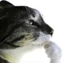 thinkingcat