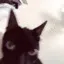 catcrazy