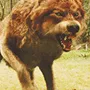 wolf_jacob