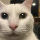 cannycat