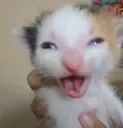 cat_loco
