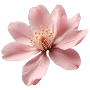 :0Romance_flowr0:
