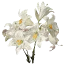 31Romance_flower3