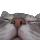 sleepy