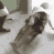 51882dance