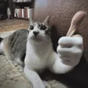cat_thumbsup