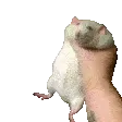 ratshake