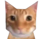 cat_stare