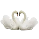 34Romance_swan