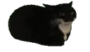 spinning_cat
