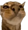 catDrinking