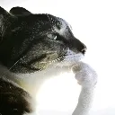thinker