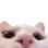 peeklurk