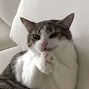 cat_evil