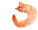 shrimpcat