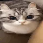 catboom