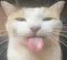bleh