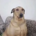 perro_kliao