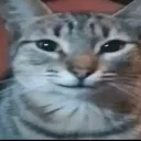 smugcat