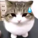 CatWhaaat