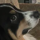 Arlosideeye