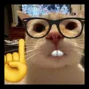 gato_intelectual