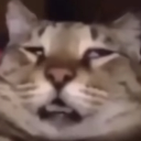 a_catTired Discord emoji