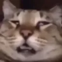 a_catTired