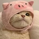 CatSleep