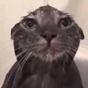 CatDone
