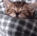 eepster eepster